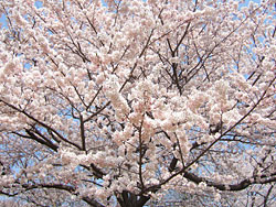 峰山 桜.jpg