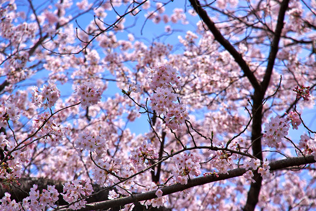 花見-桜2.jpg